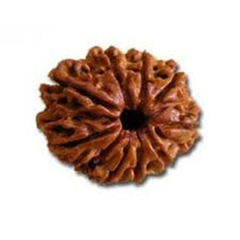 Dvaadasha Mukhi Rudraksha